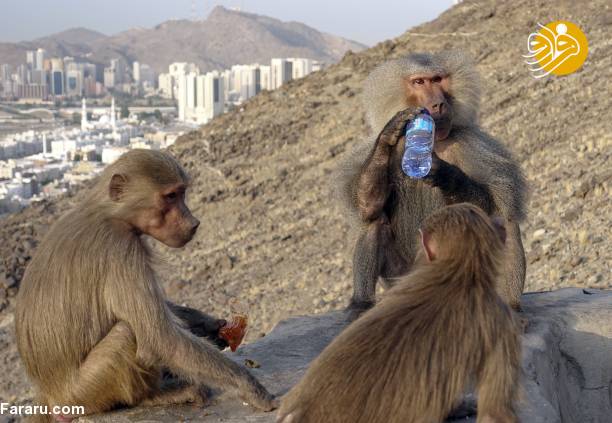 (تصاویر)