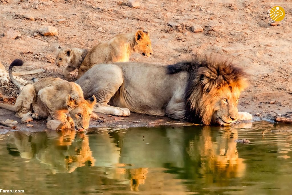 (تصاویر)