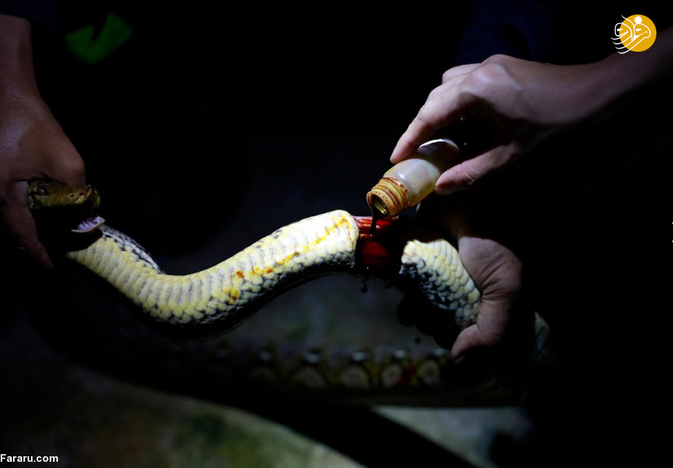 (تصاویر)