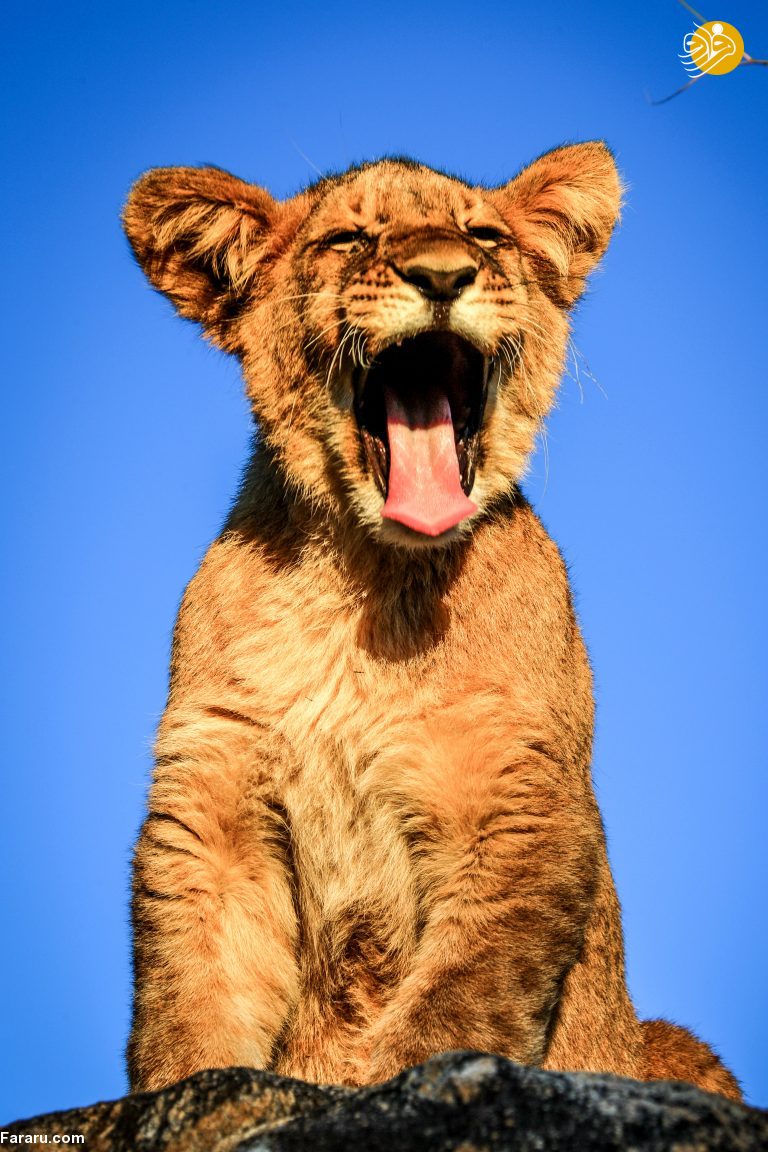 (تصاویر)