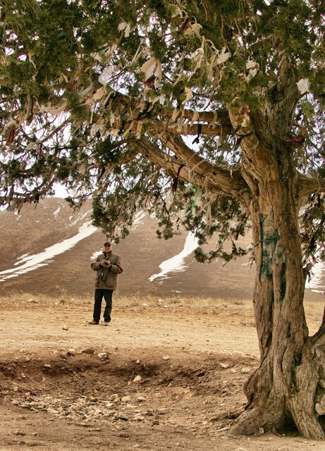 واکنش میراث فرهنگی به ثبت ملی درخت واکنش میراث فرهنگی به ثبت ملی درخت