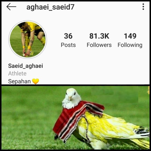(عکس) محرومیت بازیکن سپاهان به خاطر یک کبوتر! (عکس) محرومیت بازیکن سپاهان به خاطر یک کبوتر!