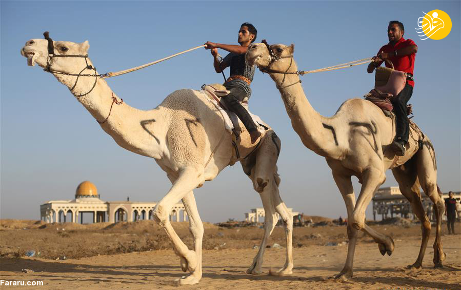 (تصاویر)