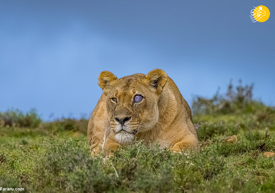 (تصاویر)