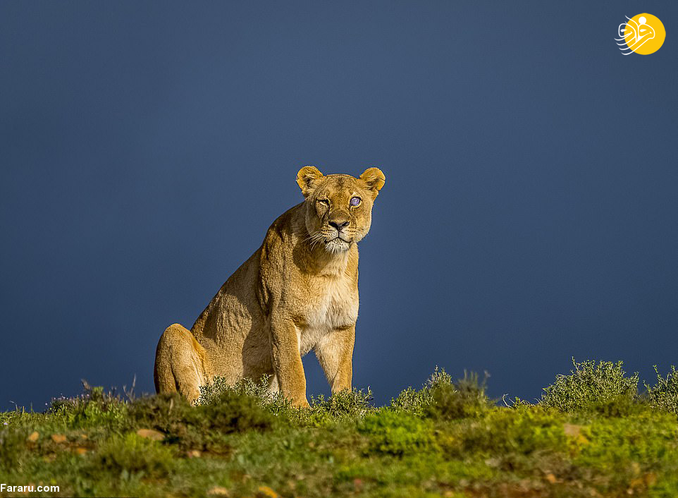 (تصاویر)