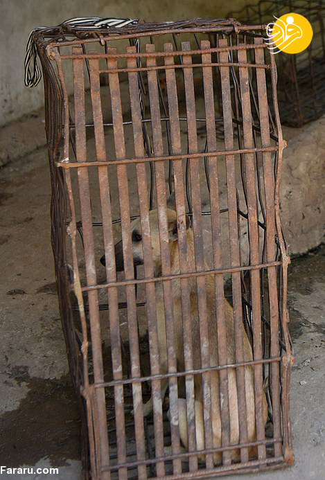 (تصاویر)