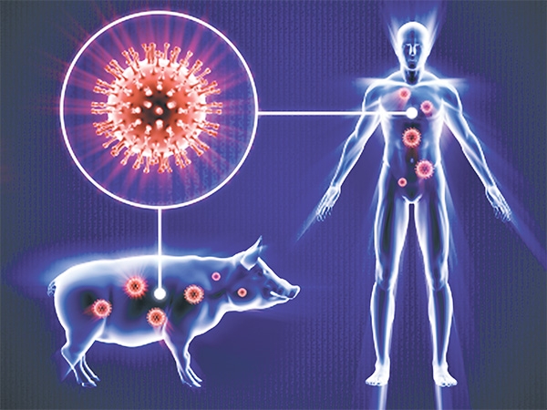 آنفولانزای h1n1 چه علائمی دارد و آیا باید از آنفولانمزای خوکی ترسید؟ آنفولانزای h1n1 چه علائمی دارد و آیا باید از آنفولانمزای خوکی ترسید؟