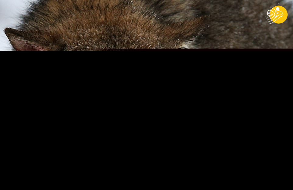 (تصاویر)