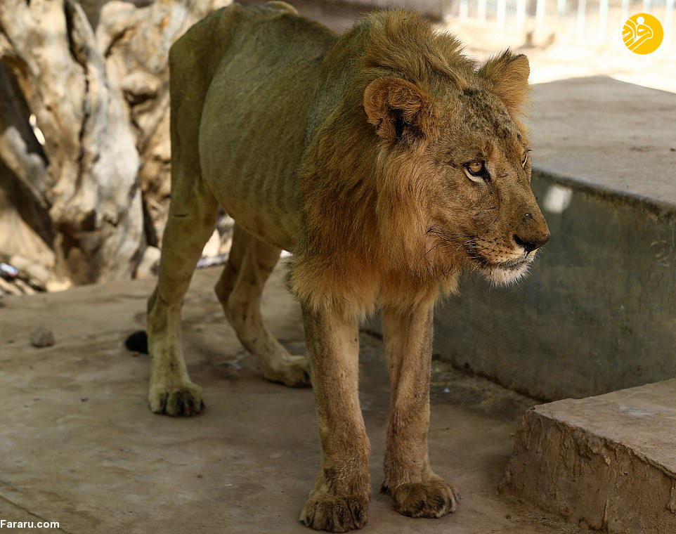 (تصاویر)