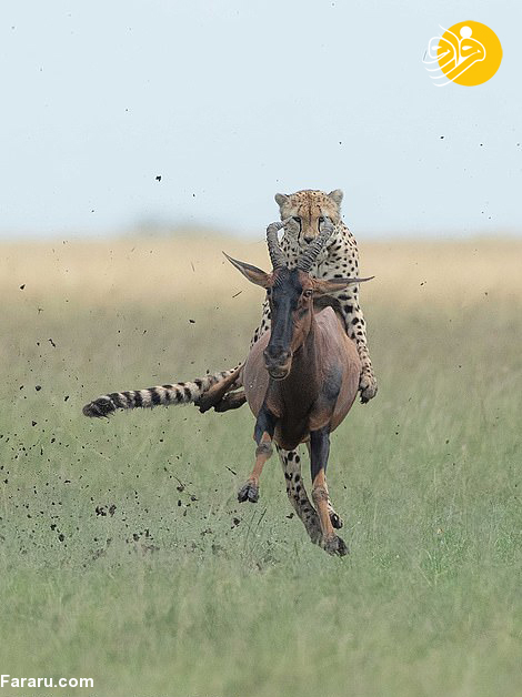 (تصاویر)