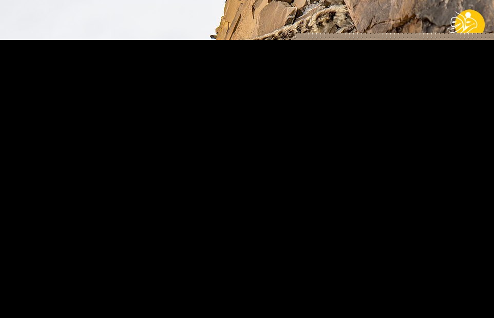 (تصاویر)