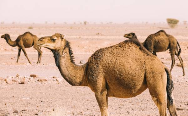 ماجرای جنجالی درمان کرونا با ادرار شتر؛ ادرار شتر در اسلام چه حکمی دارد؟ ماجرای جنجالی درمان کرونا با ادرار شتر؛ ادرار شتر در اسلام چه حکمی دارد؟