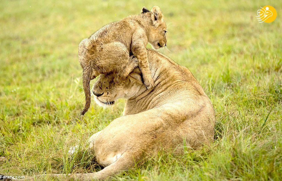 (تصاویر)