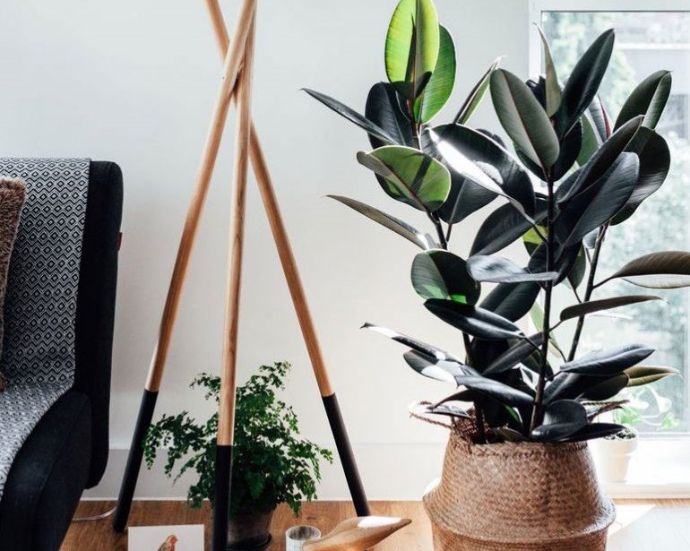 ده نمونه از بهترین گیاهانی که برای هدیه دادن مناسب هستند!