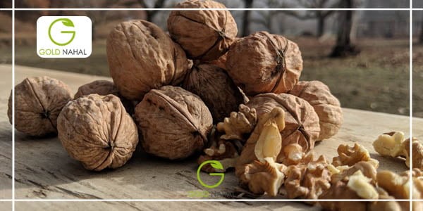 چرا بعد از خرید نهال گردو برخی از نهال ها خشک می شوند ؟