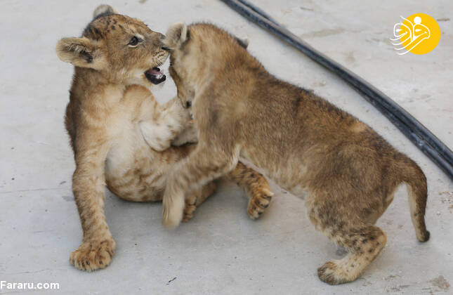 (تصاویر)
