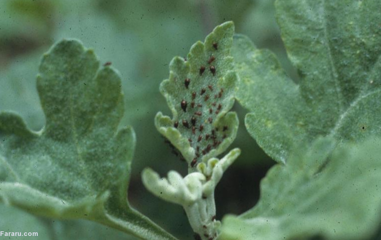 آفت گیاه داودی