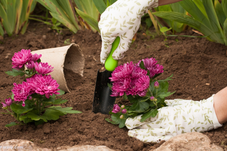 گل‌ داوودی