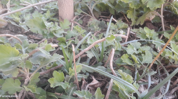 تکثیر گیاه داودی