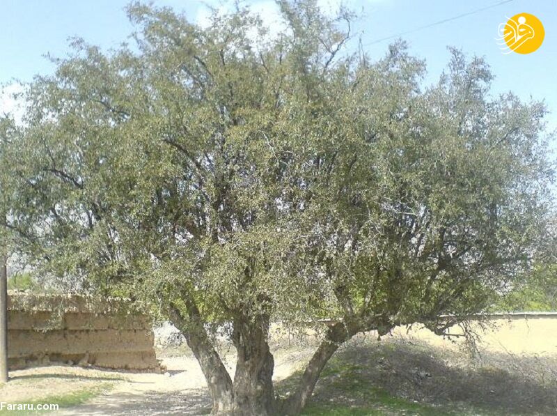 در مورد خواص بی‌نظیر میوه و برگ درخت کُنار یا سِدر چه می‌دانید؟