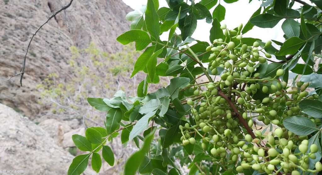 برگ