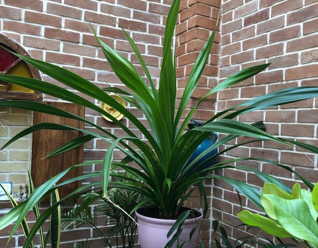برگ اره ای