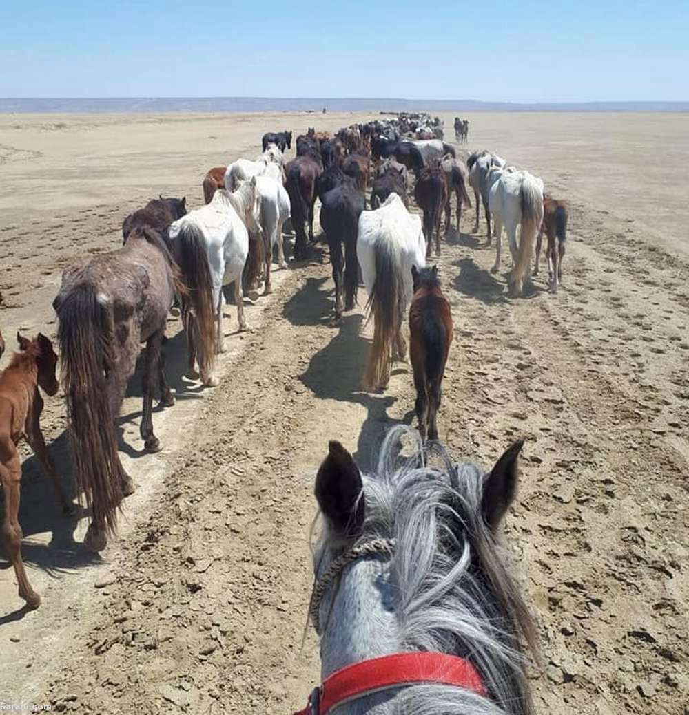 (عکس)