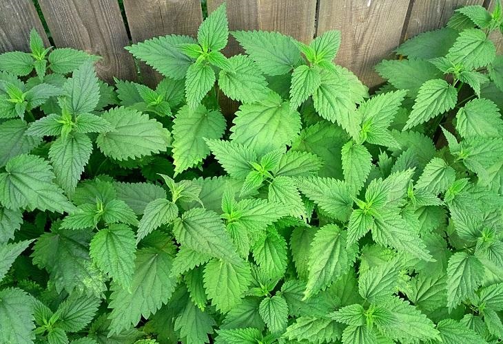 داروهای گیاهی افزایش میل جنسی آقایان و خانم ها