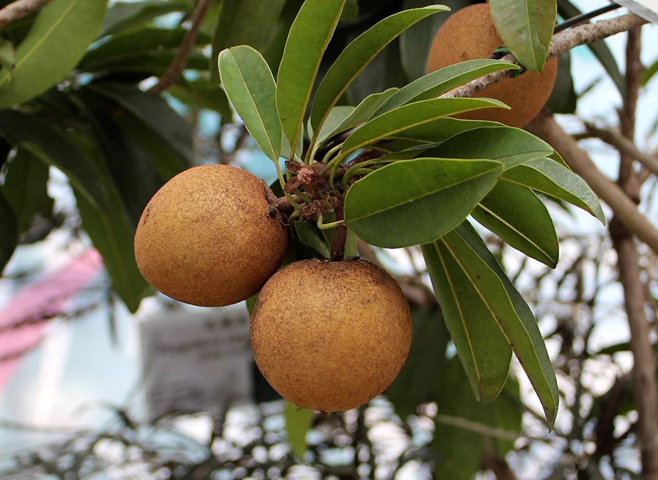 درخت چیکو