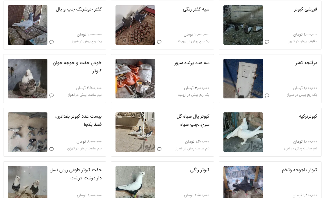 قیمت کبوتر چند؟