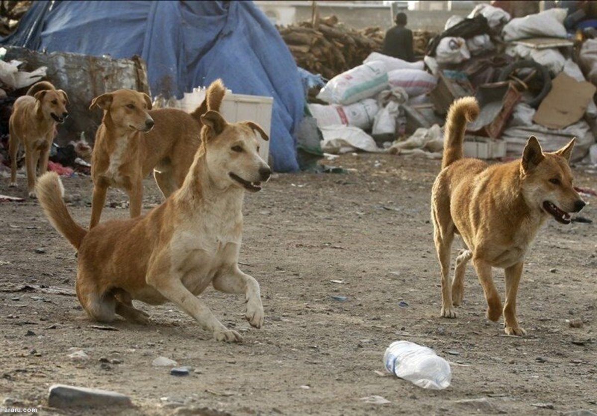 (تصاویر)