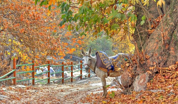 مناظر کارت پستالی در همسایگی تهرانی