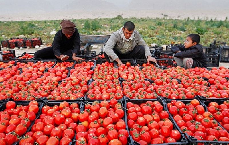 قیمت گوجه فرنگی؛ اولین شوک بازار در سال ۱۴۰۱