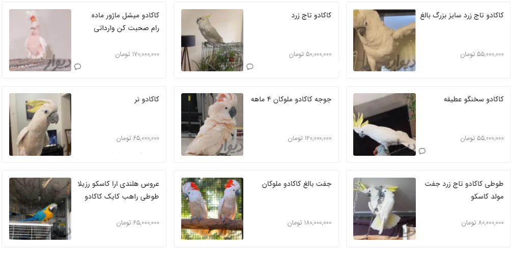 قیمت طوطی چند؟