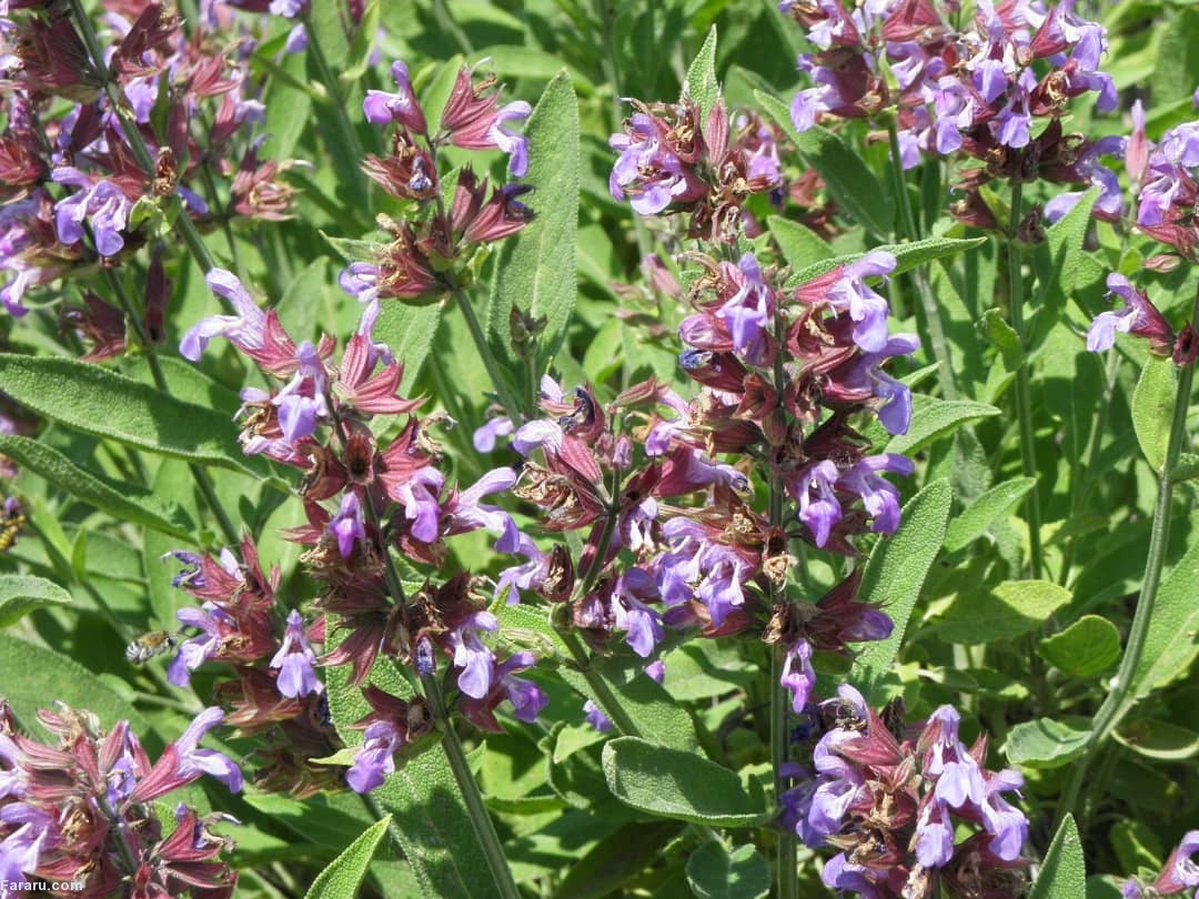 با خواص درمانی و عوارض مصرف گیاه دارویی خواص درمانی مریم گلی