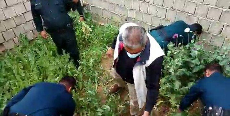 مزرعه خشخاش در یاسوج