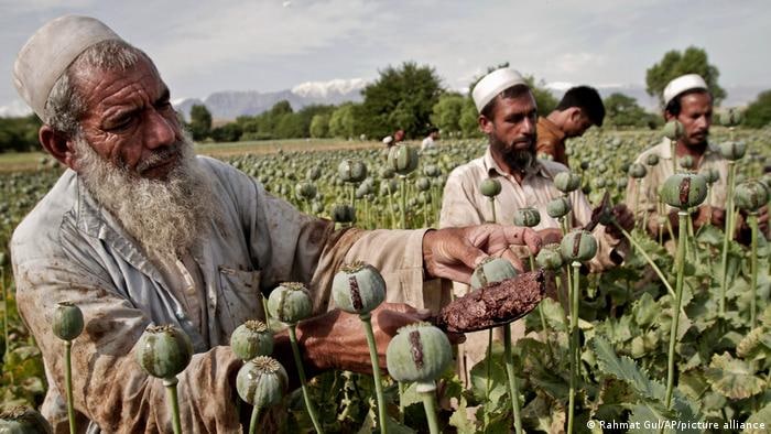 تریاک