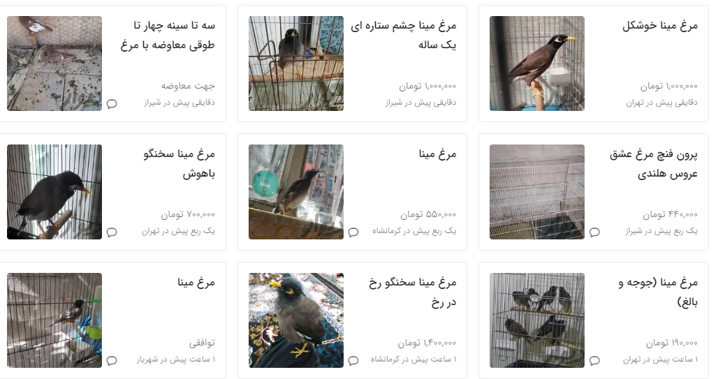 قیمت مرغ مینا چند؟