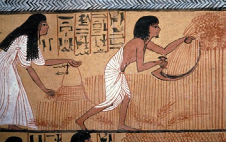 بشر از چه زمانی گندم را اهلی کرد؟