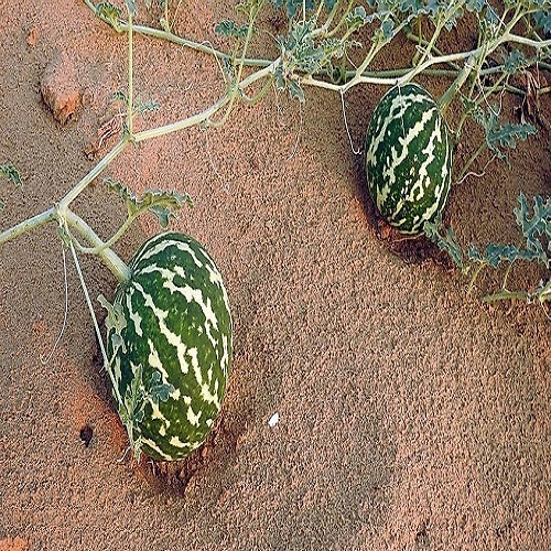 کدوی صحرایی