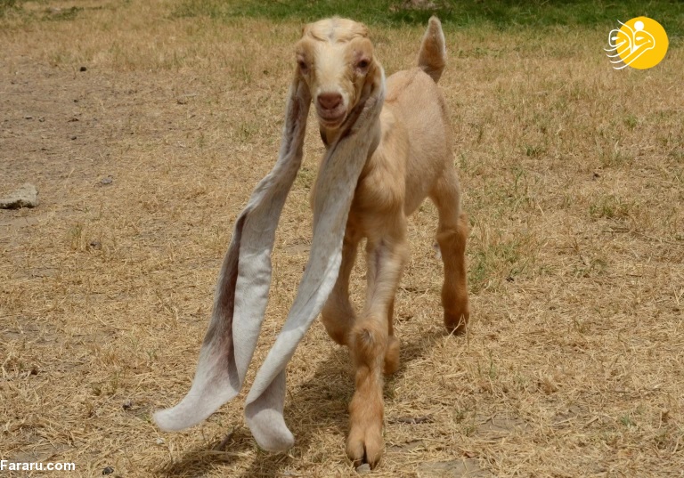 (تصاویر)
