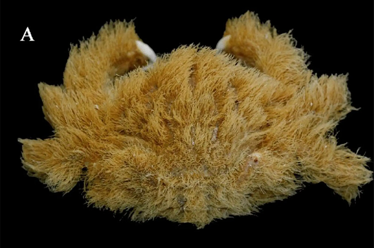 (تصاویر) کشف گونه جدیدی از یک خرچنگ پوشیده از مو!