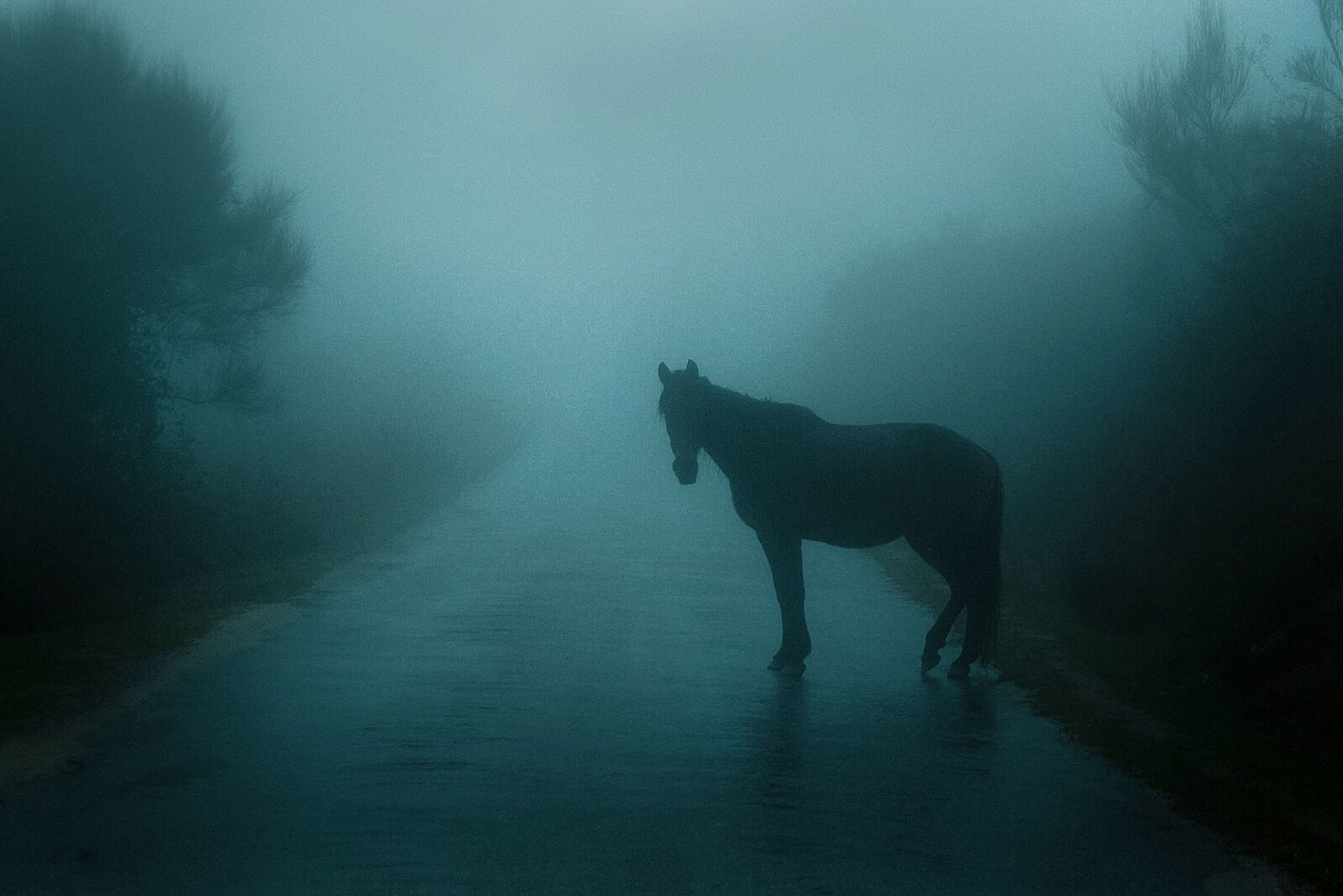 عکاسی از ابهام مه‌آلود منظره‌ها