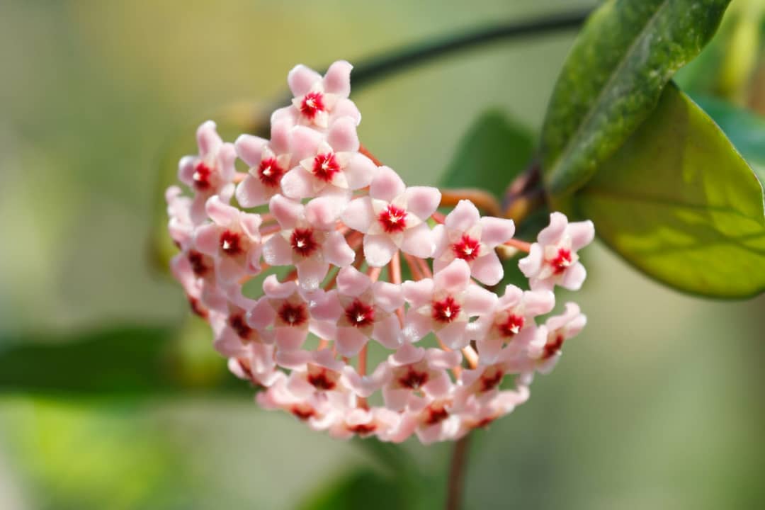 پیچ شمعی