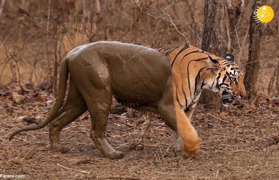(عکس)