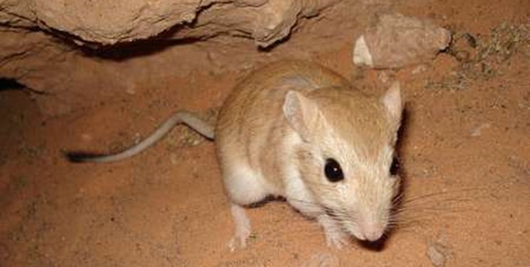 ماجرای موش‌ها