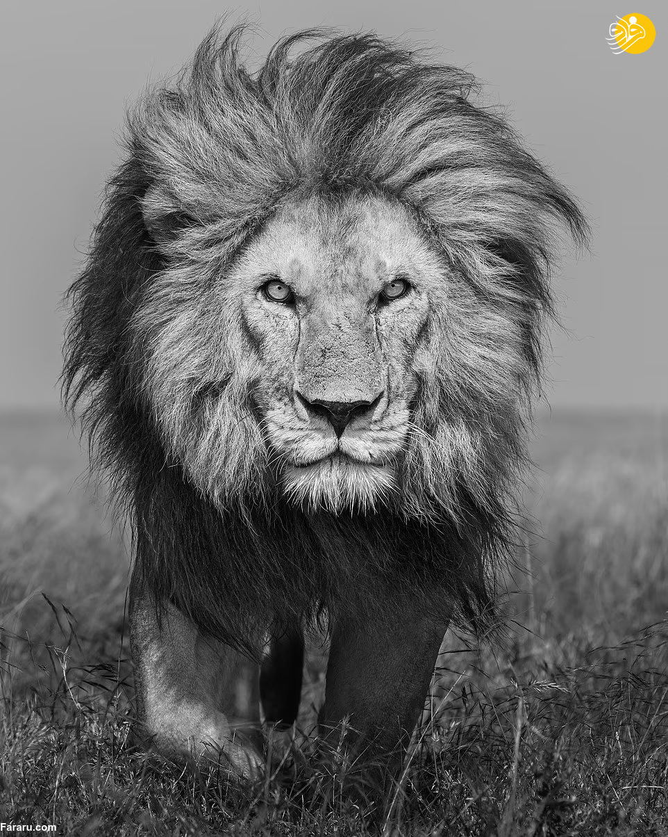 (تصاویر)