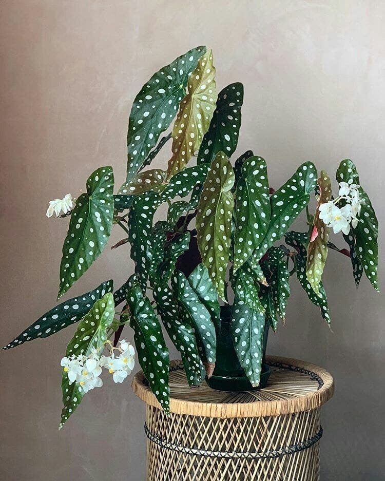 بگونیا خالدار