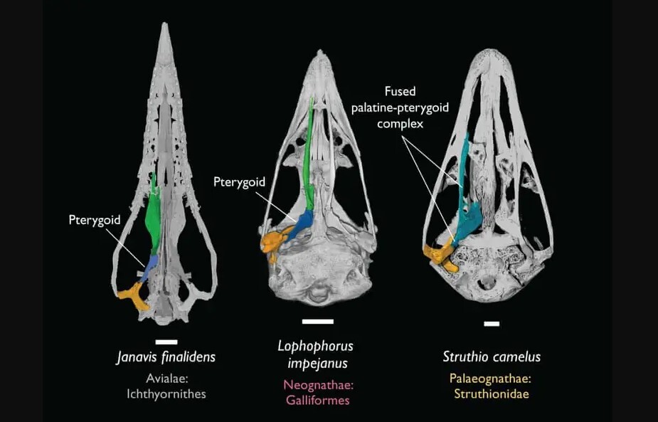 اکتشاف اعجاب‌انگیز درباره روند تکاملی پرندگان