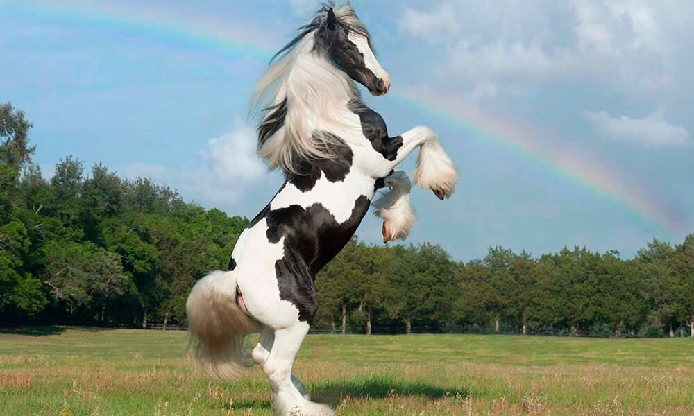 با اعجاب‌انگیزترین نژاد‌های اسب آشنا شوید!